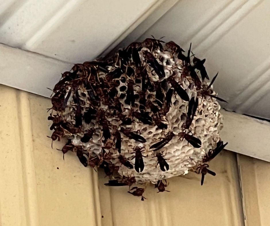 westchester wasp nest on porch