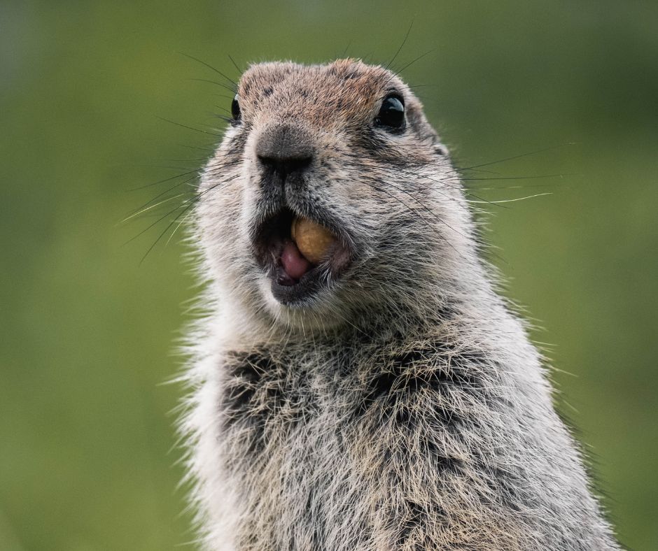 groundhog close up