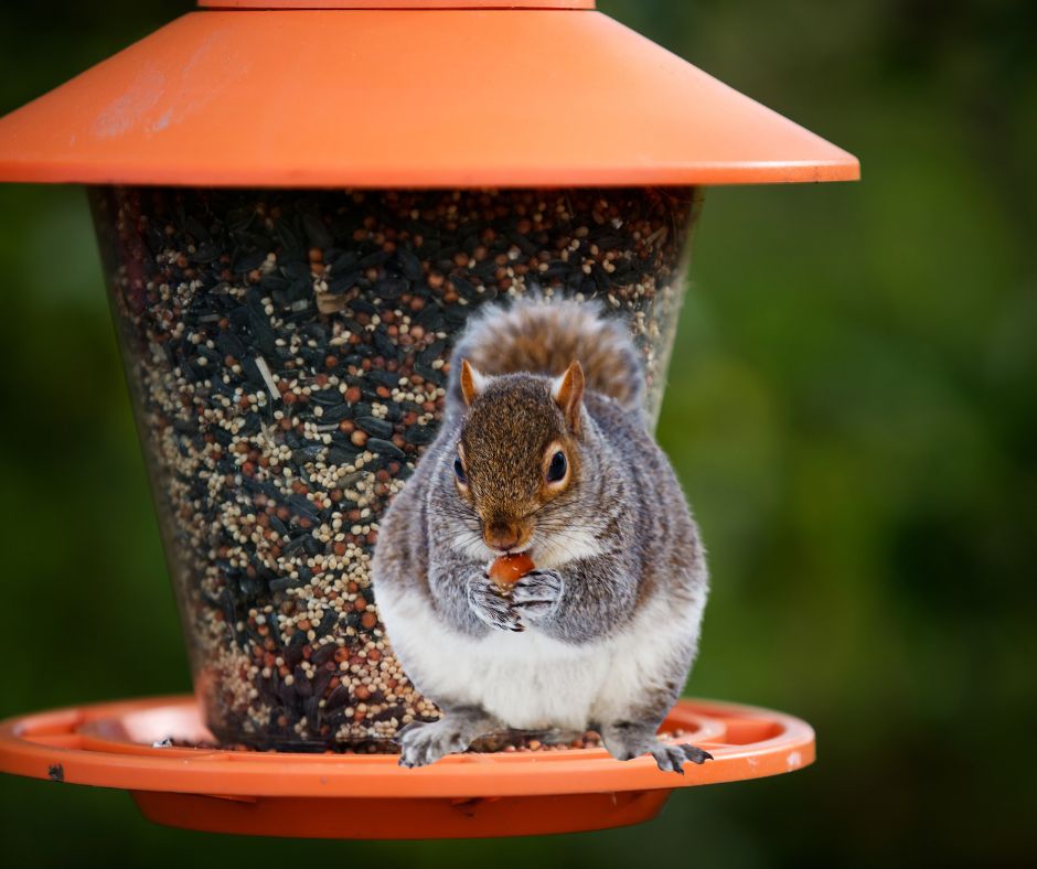 squirrel on birdfeeder westchester blog july