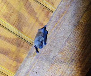 westchester bat blog image