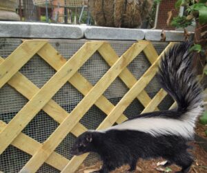 westchester wildlife skunk blog august