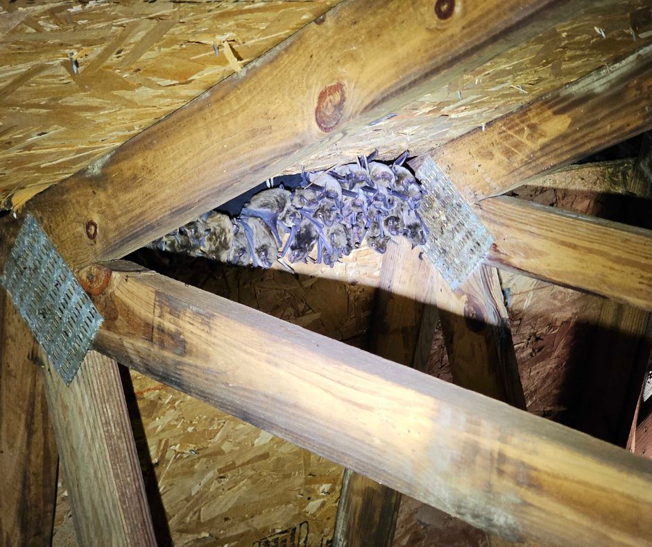 bats inside attic september westchester blog image