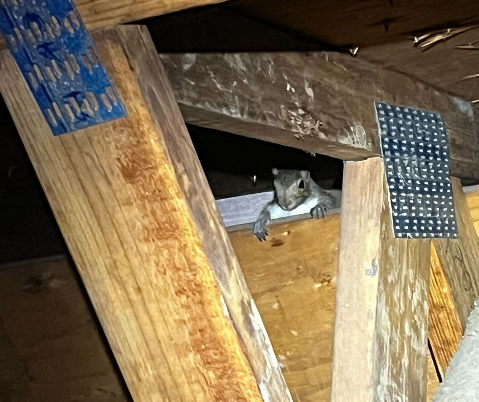 squirrel in the attic westchester sept blog
