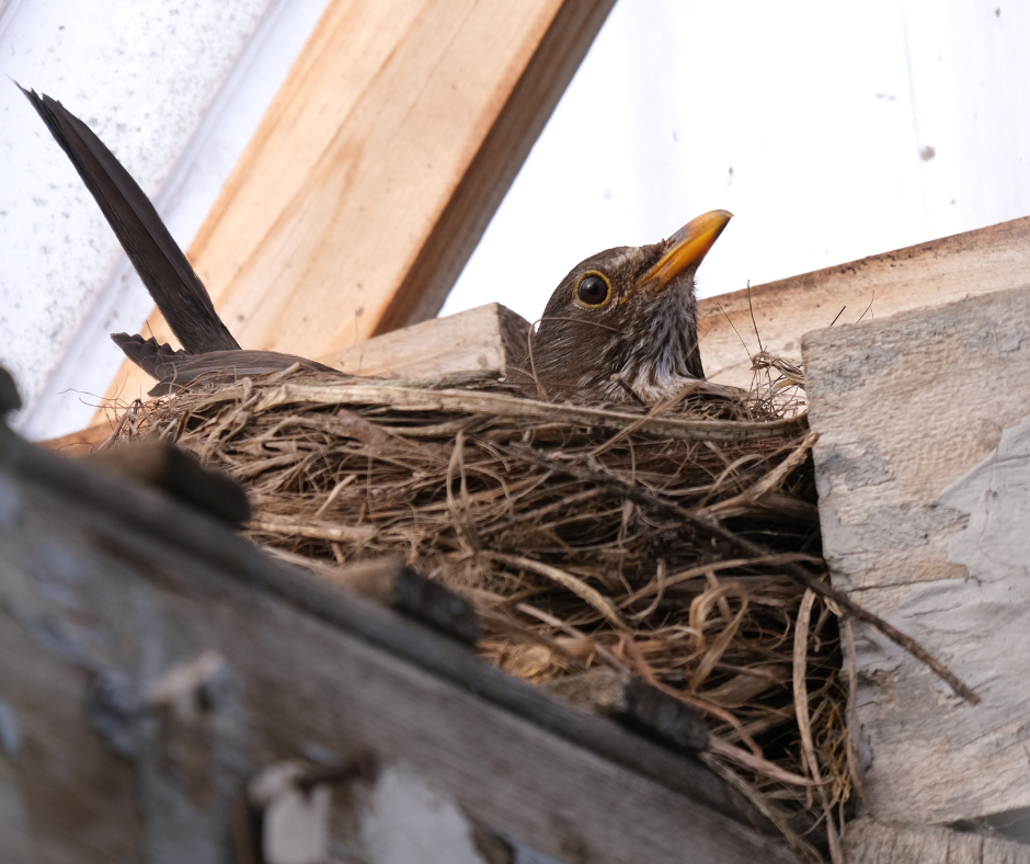 bird sitting in birds nest on wooden beam looking upward