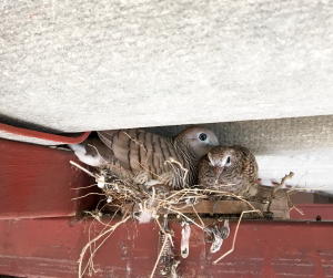 two birds sitting in birds nest on top of red beam under roof