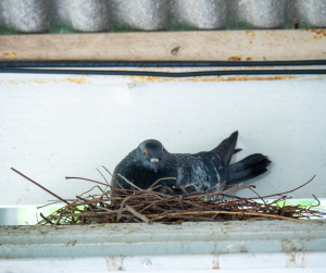bird sitting in nest under a roof