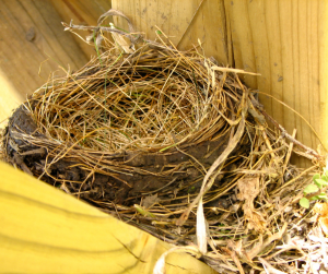 empty birds nest between wooden rafters