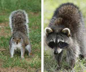 Raccoon and squirrel outside in grass looking toward camera