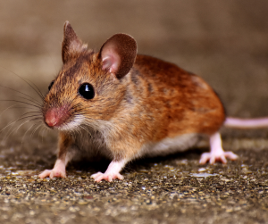 brown mouse on ground outside