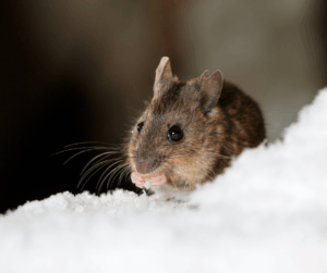 mouse in snow eating