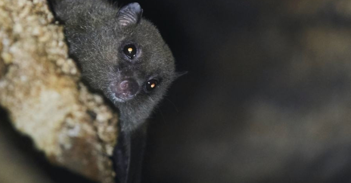 Bat in attic, Westchester Wildlife