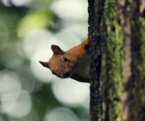 Westchester Wildlife Squirrel Removal