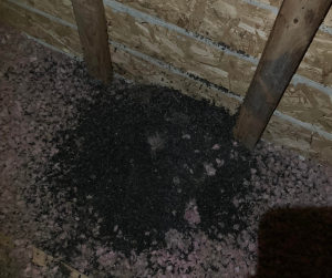 bat guano in attic westchester wildlife