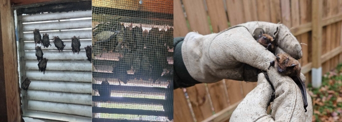 How to tell if bats are in your attic- Westchester Wildlife Removal